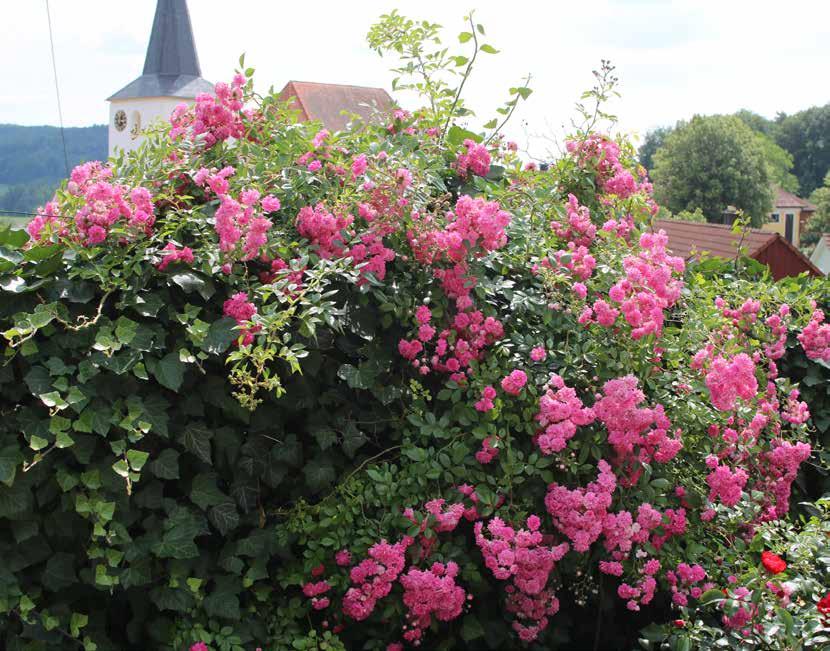 Der Garten von Erna und Georg Knoll Moggast-Lohberg 5, 91320 Ebermannstadt Besucher können den Garten nach Anmeldung unter Telefon 09194/8590 oder per Mail