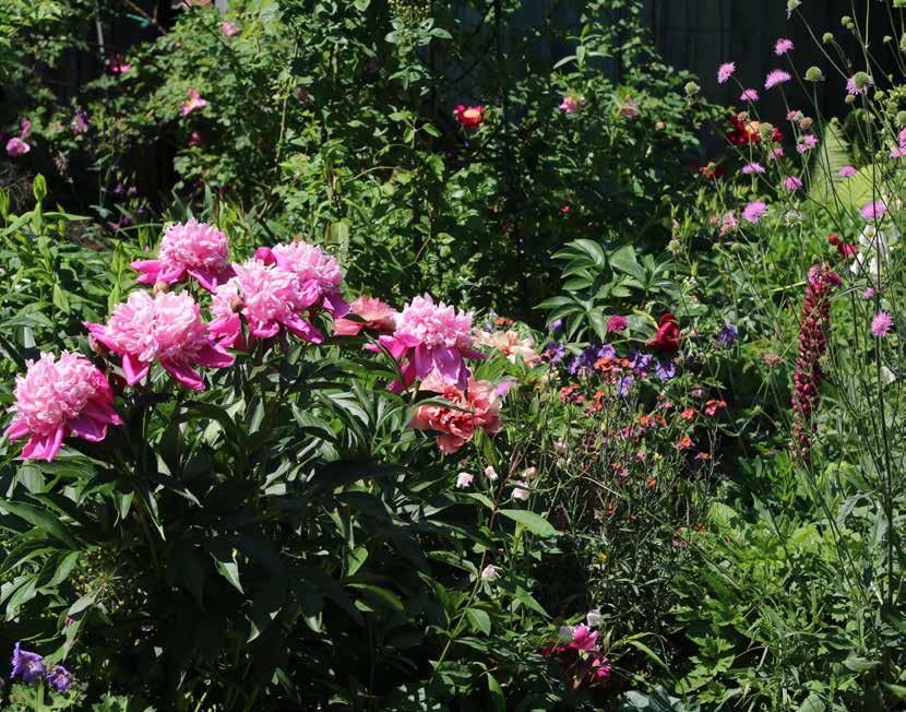 Der Garten von Ilse Rasch Eichenring 15, 91090 Effeltrich Besucher können den Garten nach Anmeldung unter Telefon 09133/4985 besuchen.