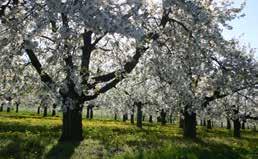 Eine Landschaft voller Blüten Der Kirschenanbau rund ums Walberla Um ein Kirschblütenfest zu feiern, muss man nicht nach Japan fahren.