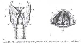 Ein oszillierender oder vibrierender Körper in einem elastischen