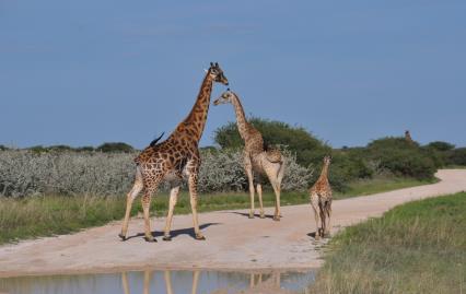 Anschließend Fahrt zur Twyfelfontein Lodge (Fahrzeit ca. 10 Minuten). Der Nachmittag steht Ihnen zur freien Verfügung.