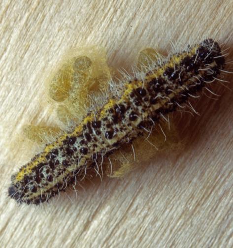 Manchmal kannst du im Herbst eine Raupe an einer Mauer finden. Auffällig sind kleine, gelbliche, einem Ei ähnliche Gebilde an ihrer Seite die Raupeneier.