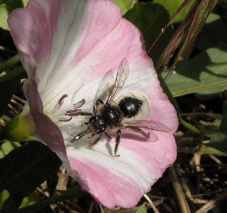 Burger) Eine der seltensten Wildbienen in Rheinland-Pfalz ist die Spiralhornbiene (Systropha plannidens); sie sammelt ausschließlich an Windenblüten ihren Pollen; Vorkommen