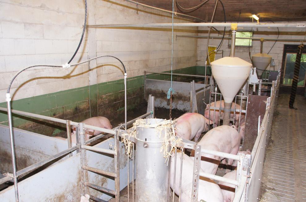 Tierwohl-Programme werden beliefert Geht man von den Mindestanforderungen an den Platzbedarf von Mastschweinen aus (0,75m²/Tier) bieten die Ställe im Betrieb Platz für ca. 1500 Mastschweine.