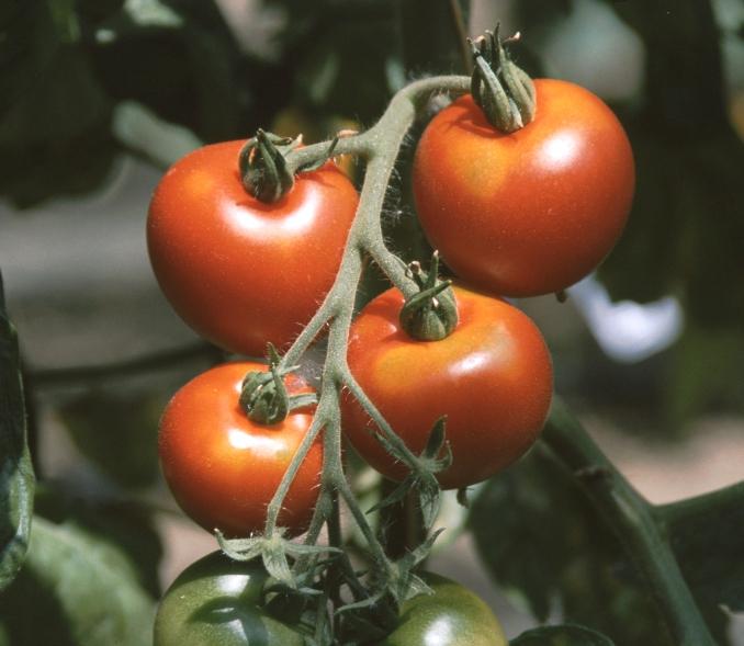 Integrierter Pflanzenschutz Tomaten