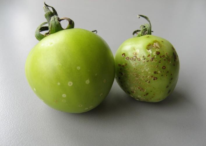 Clavibacter michiganensis ssp. michiganensis Schadbild: Auf den Früchten entstehen kleine verkorkte Flecken mit 2-4 mm Durchmesser.