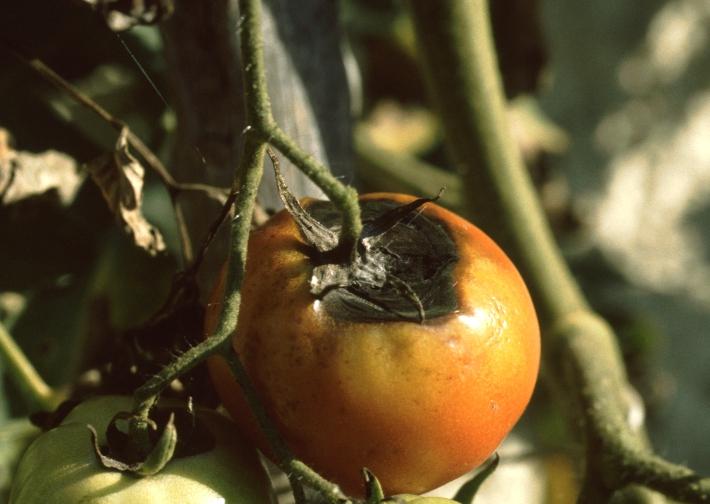 Didymella Frucht- und Stängelfäule (Didymella lycopersici) Schadbild: An älteren Pflanzen ist am Stängel kurz über der Erdoberfläche das Rindengewebe eingesunken und schwarz verfärbt.