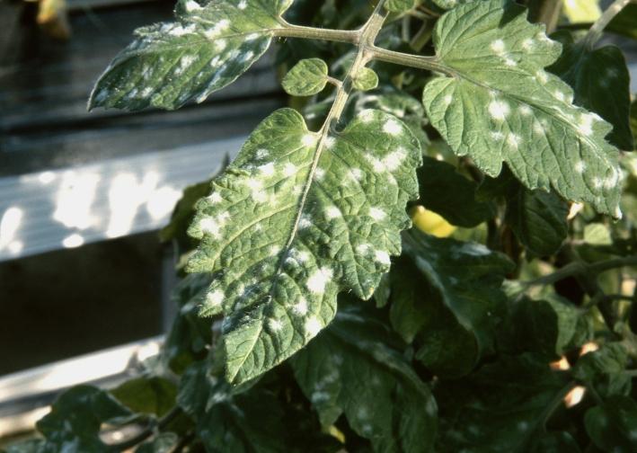 Echter Mehltau (Oidium cycopersicum) Schadbild: Auf den Blättern und Blattstielen tritt ein mehlartiger, weißer und fleckiger Pilzbelag auf.