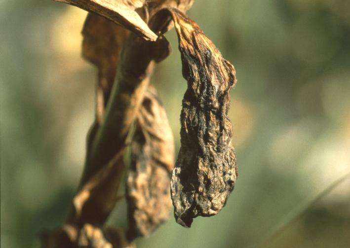 Grauschimmel (Botrytis cinerea) Schadbild: An den Stängeln, Blattstielen und Blättern entstehen verschieden große, graugrüne Flecken, die sich im Lauf der Zeit mit einem mausgrauen Sporenrasen