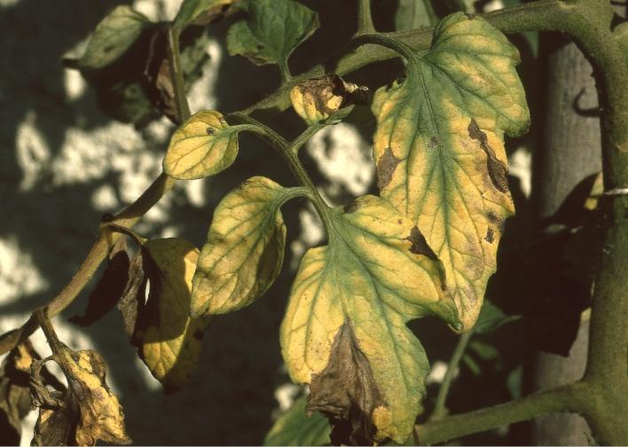 Magnesiummangel Schadbild: An den unteren und mittleren Blättern der Tomatenpflanzen hellen sich Blattbereiche zwischen den Blattadern auf und verfärben sich gelb.