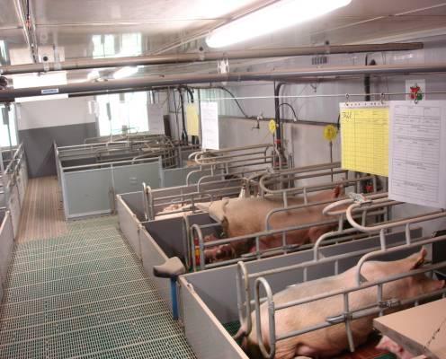 Schweinehaltung: Abferkelställe mit 100 Plätzen 40 einheitliche Buchten