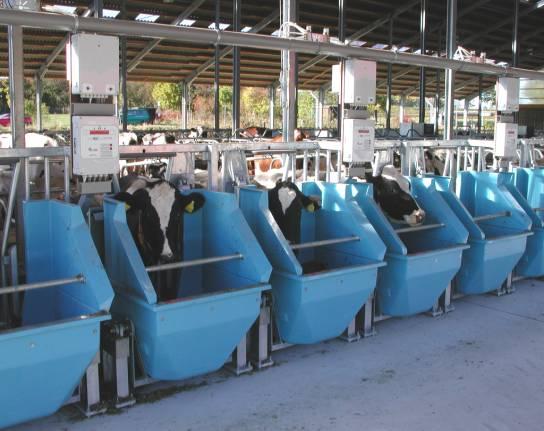 Rinderhaltung: Exakt-Fütterungsversuche Milchkühe 2 Versuchsgruppen mit je 36 Kühen im