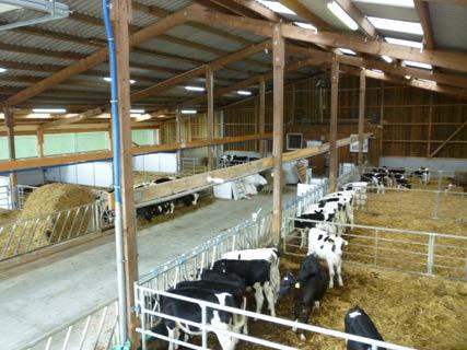 Rinderhaltung: Holsteiner Kälberstall 10 Gruppenbuchten je 50 m² Tiere 14