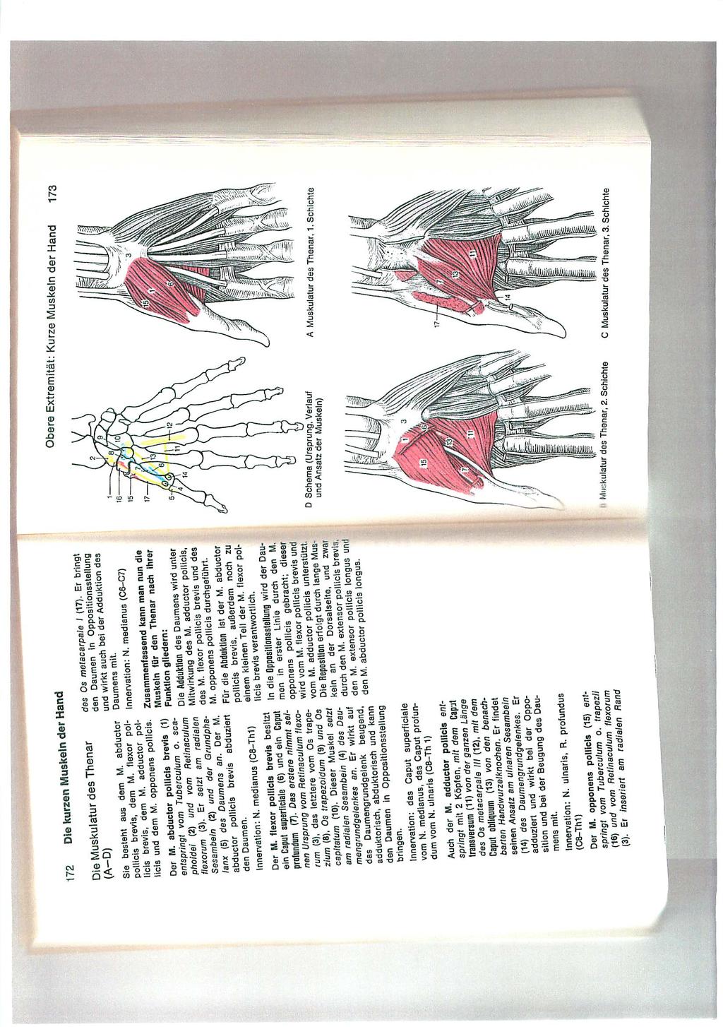 Diese Fähigkeit zur Opposition des Daumens ist grundlegend für den Gebrauch der menschlichen Hand Betrachten wir die Anatomie der Hand unter diesem Gesichtspunkt: Hier ein Bildauszug aus dem dtv -