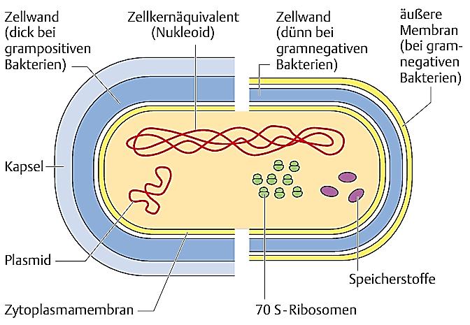 Aufbau Bakterien Prokaryonten Keinen echten, mit einer Membran umgebenen Zellkern DNA liegt frei im