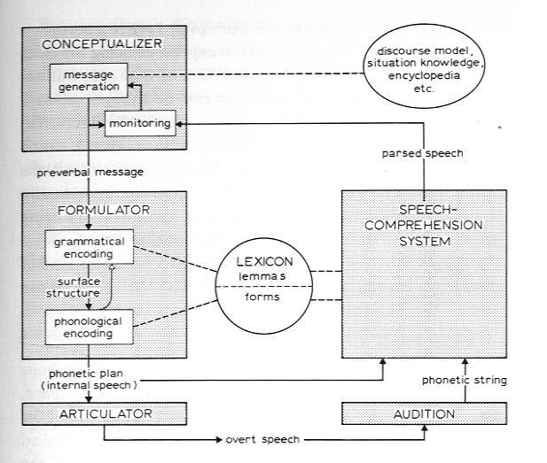 Modellvorstellungen zur Sprache Modell der Sprachproduktion (Levelt 1989) Abgrenzbar, autonome Module Module wandeln Input in Output um; Inkrementelle Verarbeitung Verarbeitung nur in einer Richtung