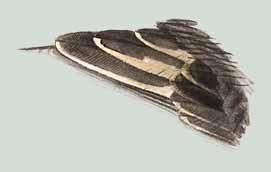 Zeichnungen Jacques Laesser 2 3 2 Trauerschnäpper Männchen im 1. Schlichtkleid. In der ersten Teilmauser im Sommer hat dieser Vogel nur wenige Flügeldecken und die Körperfedern gemausert.