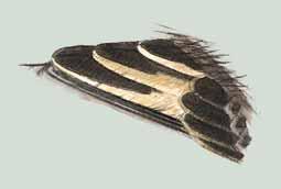 Im kleinen Schema sind die Federn aus dem Jugendkleid rot und die Federn aus der Teilmauser im Sommer blau dargestellt. 3 Detail aus dem Flügel eines Trauerschnäpper Männchens im 1. Schlichtkleid.