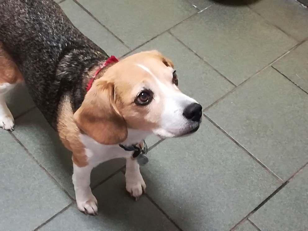 Hallo, ich bin Daisy! Ich bin eine kleine Beagledame und 10 Jahre alt.