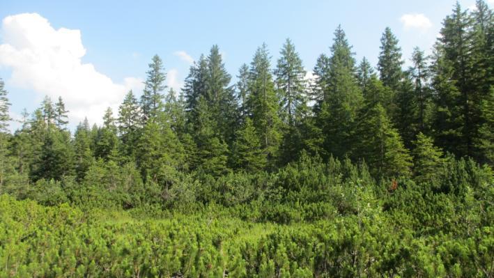 Auf dem Berg 2 Lebensraumtyp: 91D4 LIFE+ Projekt Naturwald, Moore und Lebensraumverbund im Ausseerland Südöstlich angrenzend an das Hochmoor stockt ein Fichtenmoorwald.