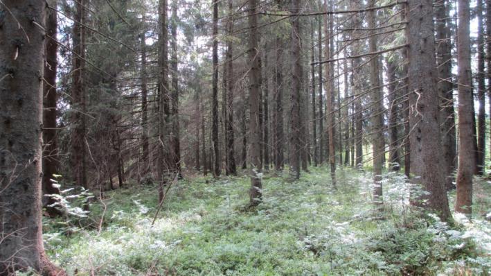Aufgrund des Unterwuchses mit verschiedenen Sphagnum-Arten und Vaccinium-Arten wurde dieser Wald zumindest in Teilbereichen als Lebensraumtyp 91D4 erhoben.