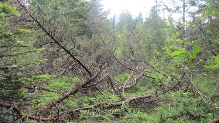 Abb. 77: Liegendes Totholz im Fichtenmoorwald Alnus glutinosa, Betula pendula, Crepis paludosa, Frangula alnus, Molinia caerulea, Picea abies, Pinus mugo, Sphagnum sp.