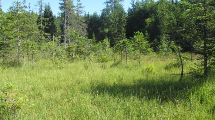 5.11 Scheiblingsmoor Das Scheiblingsmoor liegt etwa 3,5 km südöstlich von Bad Mitterndorf nahe der Steinitzenalm auf einem Plateau oberhalb der Forststraße.