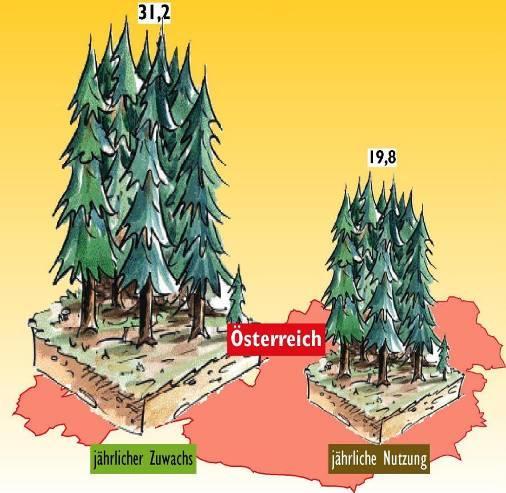Österreichs Wälder Zuwachs: 30 Millionen Festmeter