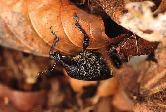 Der Große Braune Rüsselkäfer, einer der gefährlichsten Forstschädlinge Wie kann nun dem Käfer begegnet werden?