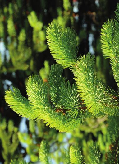 Baum des Jahres 2017 Baum des Jahres 2017 Die Gemeine Fichte (Picea abies) DIE GEMEINE FICHTE (PICEA ABIES) auch Gewöhnliche Fichte, Rotfichte oder Rottanne genannt, ist eine Pflanzenart in der
