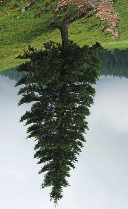 Sie ist ein forstwirtschaftlich bedeutsamer Holzlieferant. Die Gemeine Fichte ist ein immergrüner Nadelbaum und kann Höhen bis maximal 62 m erreichen.