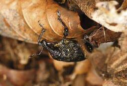 Der Große Braune Rüsselkäfer, einer der gefährlichsten Forstschädlinge Der Große Braune Rüsselkäfer ist der gefährlichste Schädling in Forst - kulturen.