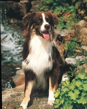 Dog 7 Balance CLASSIC ADULT Die naturbelassene, nährstoffreiche, ausgewogene und gesunde Vollwert-Nahrung für die tägliche Ernährung ausgewachsener Hunde aller Rassen und Altersgruppen mit normaler