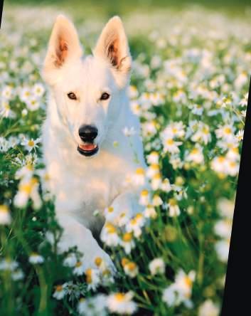 Dog 7 Balance PREMIUM ADULT Die naturbelassene, energie- und nährstoffreiche und gesunde Vollwert-Nahrung für mehr Kraft und Ausdauer ausgewachsener Hunde aller Rassen und Altersgruppen mit erhöhter