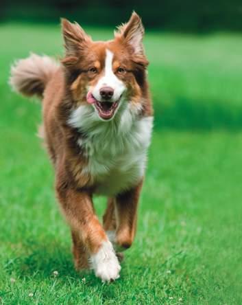 Dog 7 Balance BIO SELECT Die naturbelassene Vollwert-Nahrung in Bio-Qualität für ausgewachsene Hunde aller Rassen und Altersgruppen.