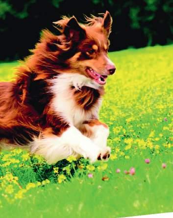 Dog 7 Balance SUPREME die High-Premium Nahrung ohne glutenhaltiges Getreide eignet sich besonders für ausgewachsene und ernährungssensible Hunde aller Rassen und stellt somit eine besonders