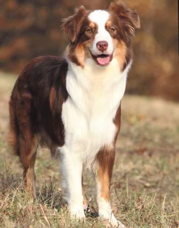Dog 7 Balance HYPO-SELECT PRO-INSECT Die naturbelassene, getreidefreie Spezial- Nahrung bei Intoleranz-Erscheinungen wie Futtermittelunverträglichkeiten für Hunde aller Rassen und Altersgruppen.