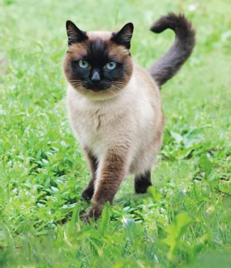Innovative Premium-Trockennahrung für Katzen Für mehr Gesundheit, Leistungsvermögen und Lebensfreude Die Cat 7 Balance Katzen-Trockennahrung zeichnet sich durch eine vielseitige Auswahl von