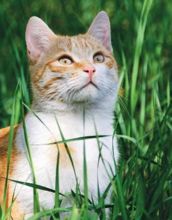 Cat 7 Balance CLASSIC ADULT Die naturbelassene, eiweißreiche, gesunde Vollwert-Nahrung für ausgewachsene Katzen aller Rassen und Altersgruppen.