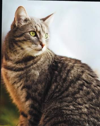 Cat 7 Balance SELECT Die naturbelassene, speziell getreidefreie Vollwert-Nahrung für ausgewachsene Katzen aller Rassen und Altersgruppen besonders geeignet für ernährungssensible Katzen.