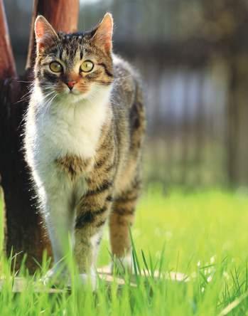 Cat 7 Balance SENSIBEL Die naturbelassene, kalorienreduzierte Schonkost für empfindliche, sensible, ältere und übergewichtige Katzen aller Rassen.