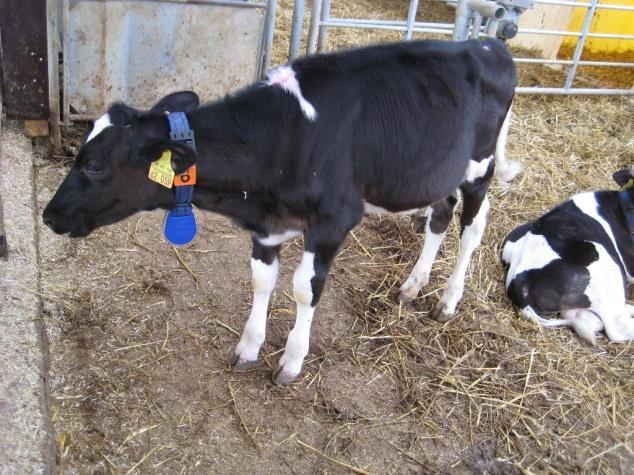 Tierhaltung Fitness beim Kalb für