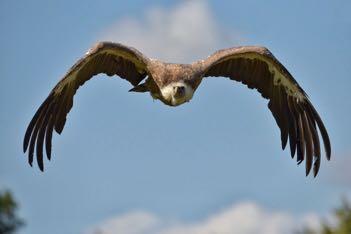 ) bei der Fütterung fotografieren Exklusive Möglichkeit, an einem Tag Greifvögel und Wölfe zu fotografieren Spezielles Programm für unseren Workshop (Details bei Anmeldung) Tipps zum Einsatz