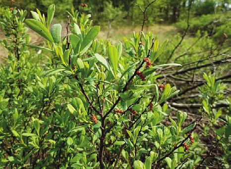 Abb. 11: Gagelstrauch, Foto: A. Pelzel Pioniergehölze der Moore sind Moorbirke (Betula pubescens) und Moorkiefer (Pinus sylverstris).