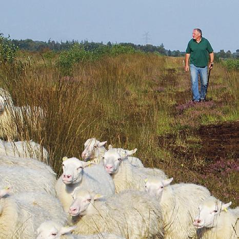 MOORSCHÄFER Sie haben Interesse an Lammfleisch von Moorschnucken aus Friesland?