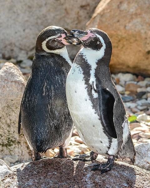 Beispiel : Pinguine Ich untersuche Populationen von Pinguinen in der Antarktis 2 Arten Humboldtpinguine : μ H =15kg, σ H Königspinguine: μ K