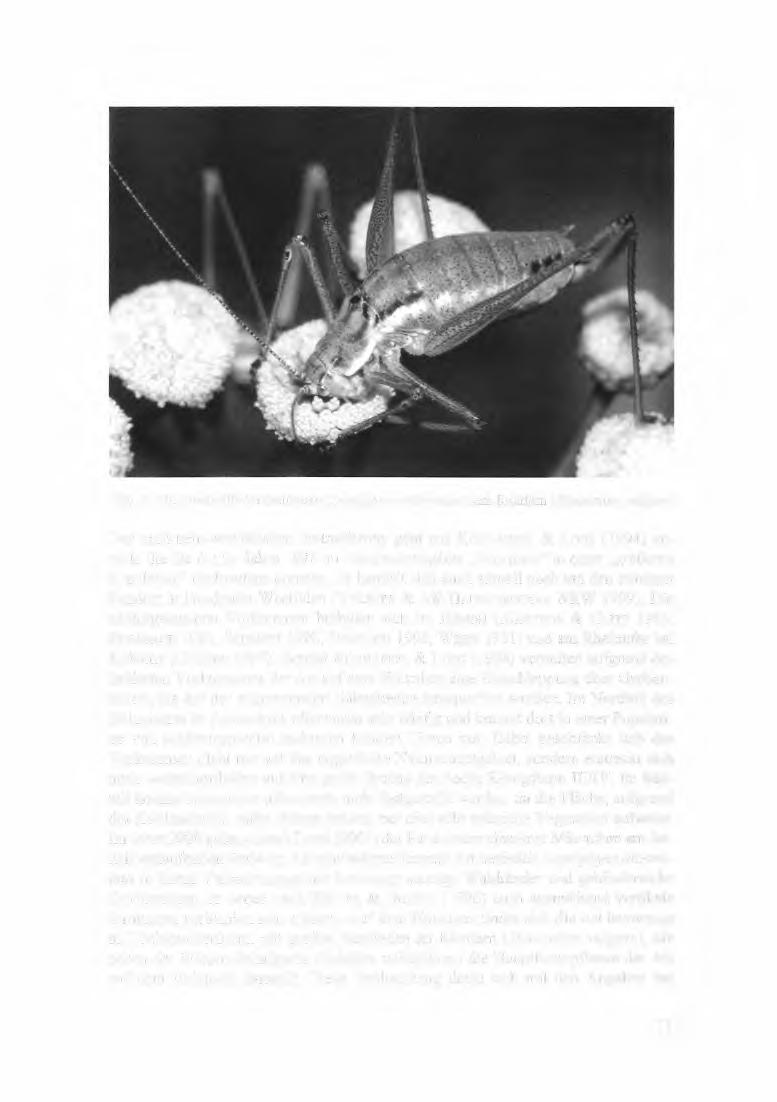 Abb. 2: Die Gestreifte Zartschrecke (Leptophyes albovittata) am Rainfarn (Tanacetum vulgare) Der nordrhein-westfälische Erstnachweis geht auf KÜHNAPFEL & Loos (1994) zurück, die die Art im Jahre 1992