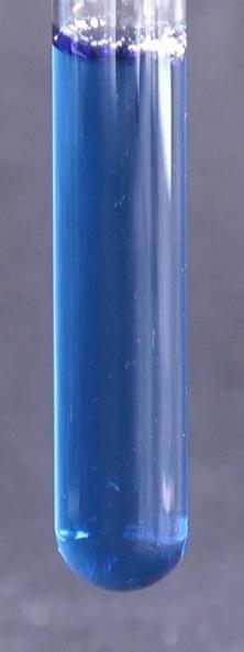 24: Bromthymolblaulösung (Reagenzglas 1); einsetzende Gelbfärbung nach Eintauchen der mit