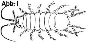 Simuliidae; Abb. K2) 12* Körper anders... 13 13 Hinterleibsende zu einem dünnen Atemrohr ausgezogen, an dessen Spitze die Atemöffnungen liegen; an der Basis des Atemrohres zwei Kiemenschläuche.