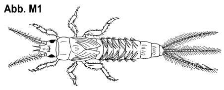 19 an 5-7 Hinterleibssegmenten mit gefiederten, büschel- oder blättchenförmigen Kiemenanhängen; meist mit 3 Schwanzanhängen; Eintagsfliegen (Ephemeroptera; Abb. M1-5).